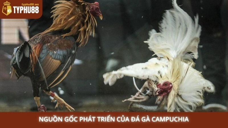 Đá gà Campuchia Typhu88 - Trực tiếp các trận kinh điển 1 Nguồn gốc phát triển của đá gà Campuchia
