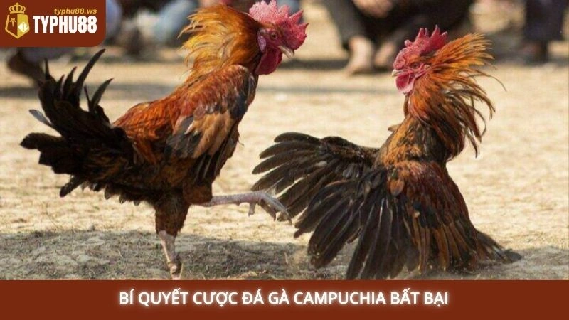 Đá gà Campuchia Typhu88 - Trực tiếp các trận kinh điển 3 Bí quyết cược đá gà Campuchia bất bại