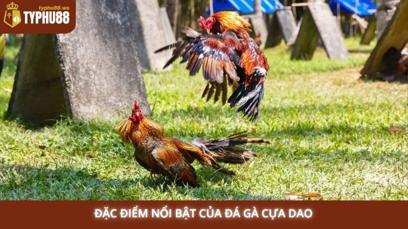 Đá gà cựa dao Philippines trực tiếp | Cược ngay tại Typhu88 1 Đặc điểm nổi bật của đá gà cựa dao