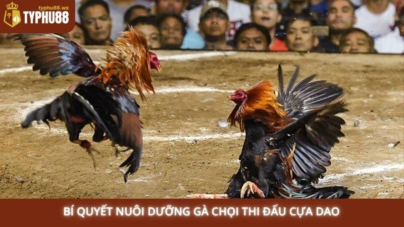 Đá gà cựa dao Philippines trực tiếp | Cược ngay tại Typhu88 2 Bí quyết nuôi dưỡng gà chọi thi đấu cựa dao