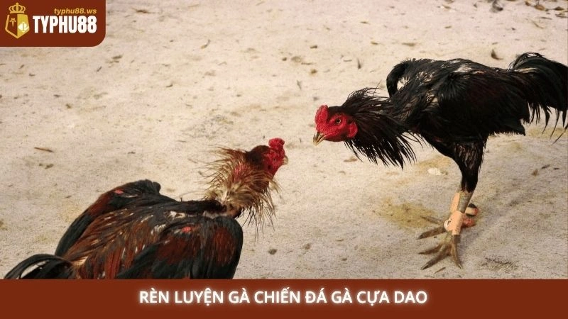 Đá gà cựa dao Philippines trực tiếp | Cược ngay tại Typhu88 3 Rèn luyện gà chiến đá gà cựa dao
