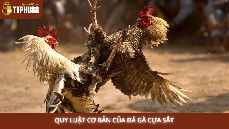 Xem đá gà cựa sắt hôm nay - Trận đấu mới nhất tại Typhu88 1 Quy luật cơ bản của đá gà cựa sắt