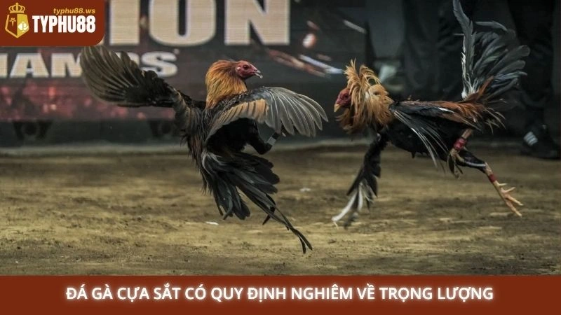 Xem đá gà cựa sắt hôm nay - Trận đấu mới nhất tại Typhu88 2 Đá gà cựa sắt có quy định nghiêm về trọng lượng