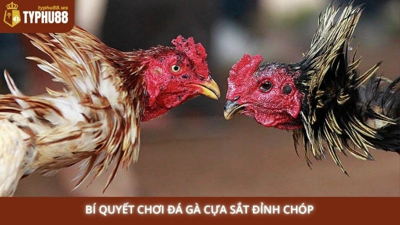 Xem đá gà cựa sắt hôm nay - Trận đấu mới nhất tại Typhu88 3 Bí quyết chơi đá gà cựa sắt đỉnh chóp