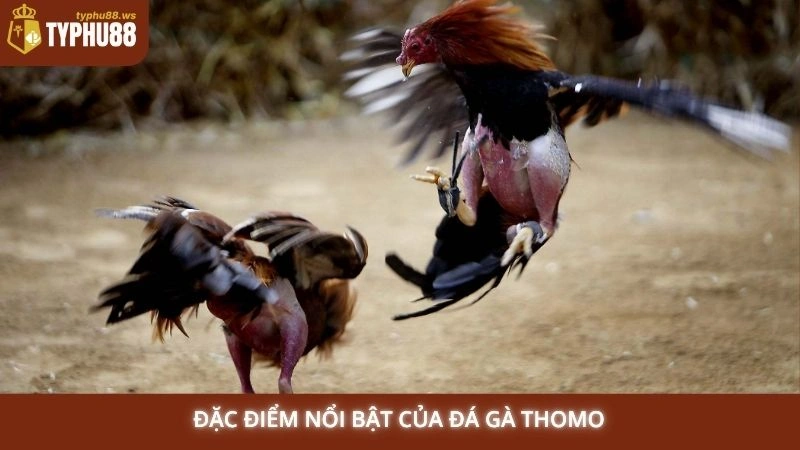 Đặc điểm nổi bật của đá gà Thomo