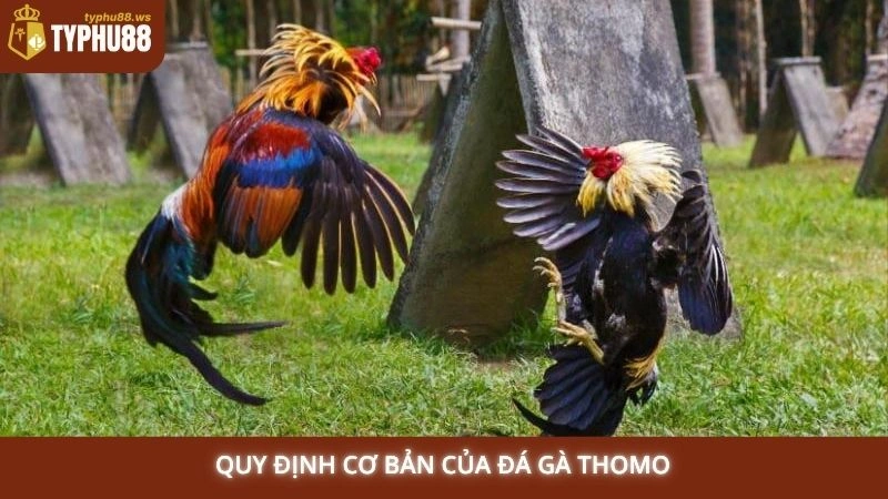 Quy định cơ bản của đá gà Thomo