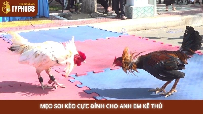 Mẹo soi kèo cực đỉnh cho anh em kê thủ