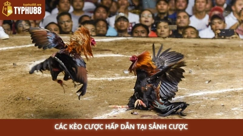 Các kèo cược hấp dẫn tại sảnh cược