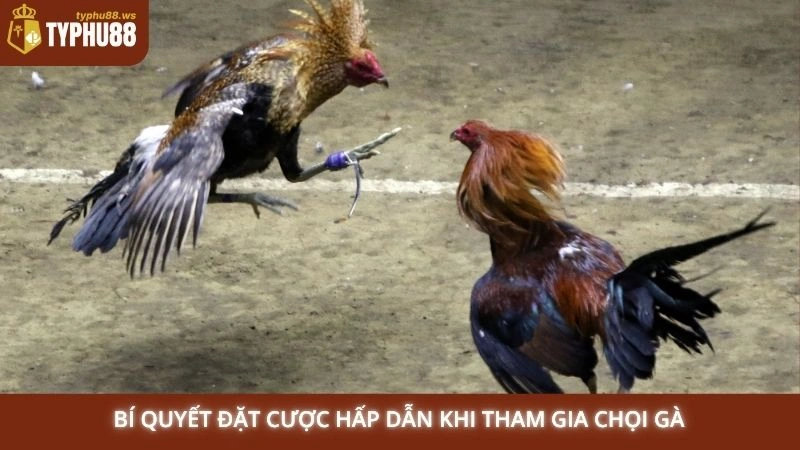 Bí quyết đặt cược hấp dẫn khi tham gia chọi gà